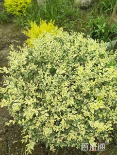 高度80厘米金姬小蜡