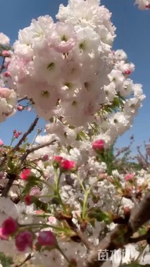 5公分八重红垂枝樱