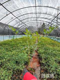 高度20厘米南天竹