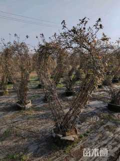 高度200厘米月季