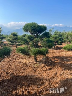 高度300厘米白皮松