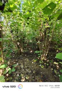 高度250厘米丛生紫荆