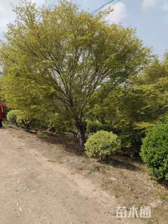 高度500厘米羽毛枫