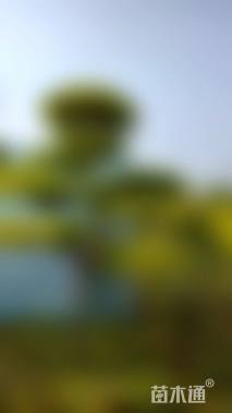 7公分造型红叶李