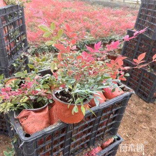 高度26厘米南天竹