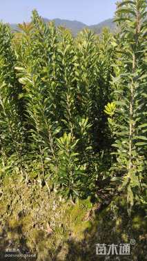 高度30厘米杨梅小苗