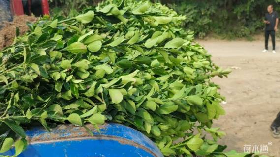 高度45厘米大叶黄杨