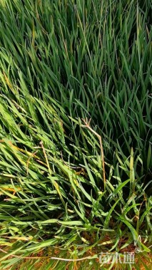 高度25厘米紫娇花