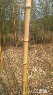 2公分高节竹