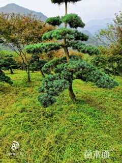 造型五针松