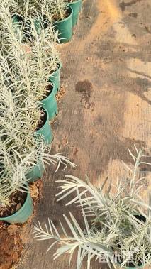 高度30厘米柳叶星河