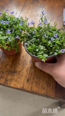 高度10厘米瞳草