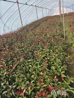 高度50厘米红叶石楠小苗