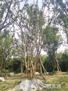 18公分多杆朴树