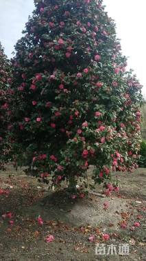 高度500厘米茶花