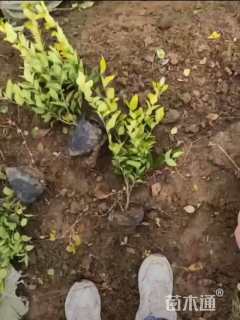 高度30厘米金森女贞