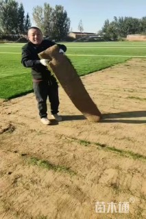 草卷状四季青草坪