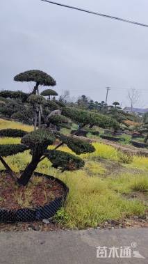 12公分造型红花继木桩