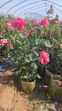 高度50厘米大花月季