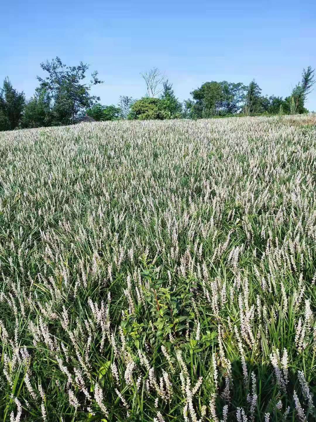 高度20厘米兰花