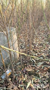 高度150厘米桃树小苗