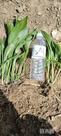 高度40厘米玉簪