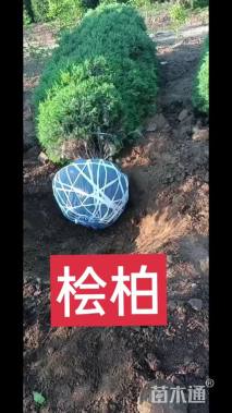 高度100厘米桧柏