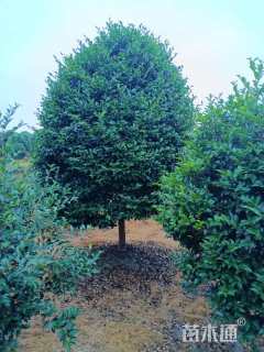 高度280厘米茶梅