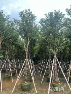 14公分黄花风铃木