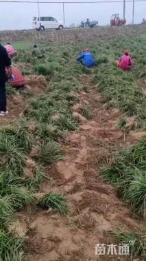 高度30厘米麦冬