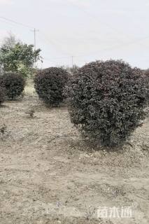 高度120厘米红叶李球