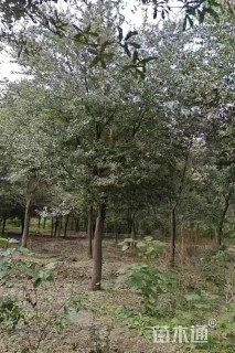 18公分弗吉尼亚栎