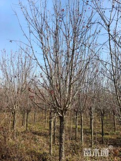 10公分绚丽海棠