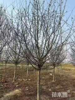 高度300厘米冬枣