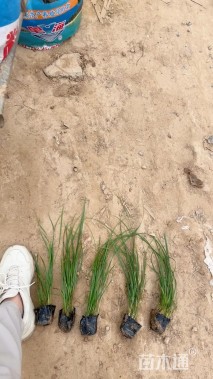 高度70厘米金红羽狼尾草