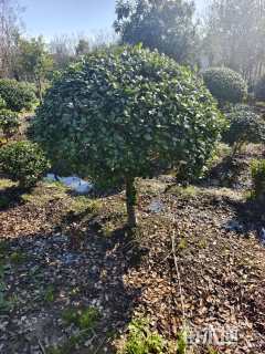 冠幅170厘米无刺枸骨球