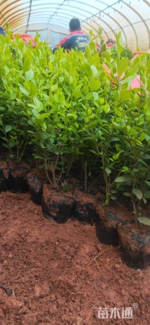 高度35厘米金叶女贞