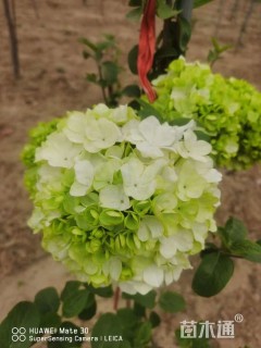 高度300厘米木绣球