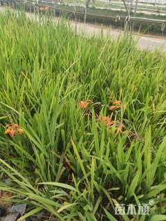 高度30厘米火星花