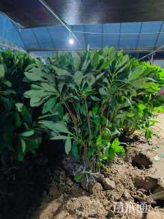 高度120厘米结香