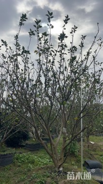 高度500厘米丛生胡柚