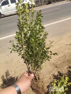 高度35厘米瓜子黄杨