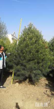 高度3000厘米白皮松