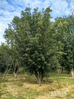 高度800厘米丛生元宝枫