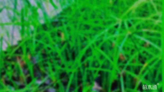 高度20厘米风车草