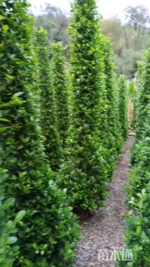 高度300厘米火山榕