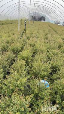 高度80厘米松红梅