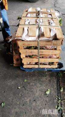 高度40厘米百子莲