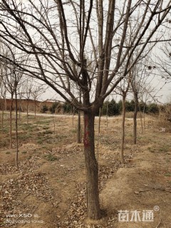 12公分暴马丁香