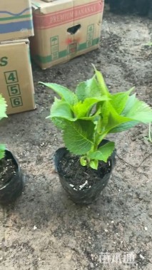 高度15厘米八仙花